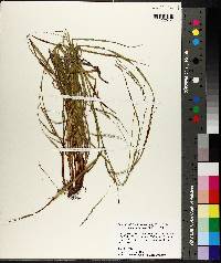 Carex debilis var. rudgei image