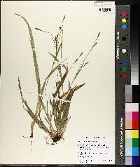 Carex laxiculmis image