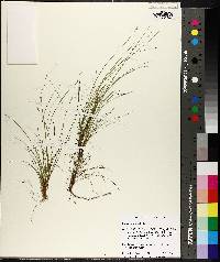 Carex eburnea image