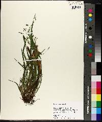 Carex laxiculmis var. copulata image