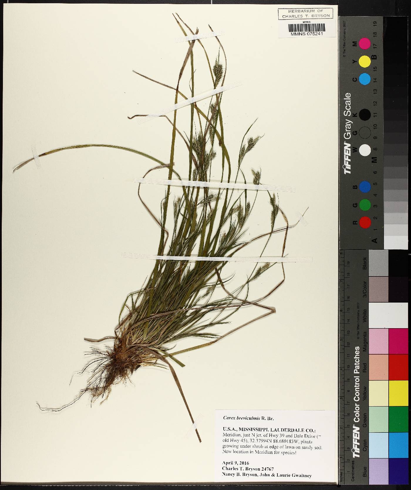 Carex breviculmis image