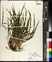 Carex abscondita image