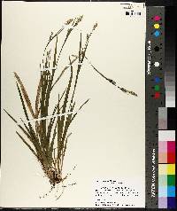 Carex striatula image