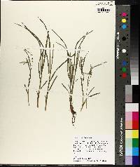 Carex prasina image