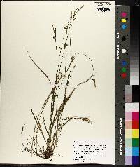 Carex styloflexa image