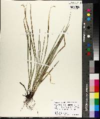 Carex superata image