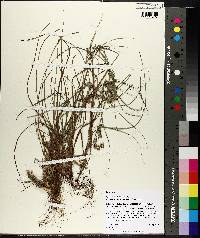 Cyperus retroflexus var. pumilus image
