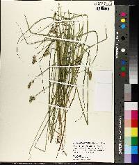 Image of Carex molestiformis
