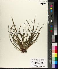 Carex cumberlandensis image