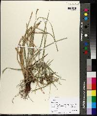 Cyperus croceus image