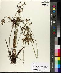 Cyperus iria image