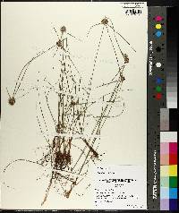 Cyperus filiculmis image