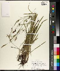 Image of Carex gholsonii