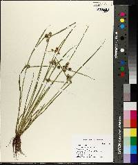 Cyperus difformis image