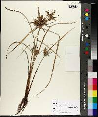 Cyperus iria image