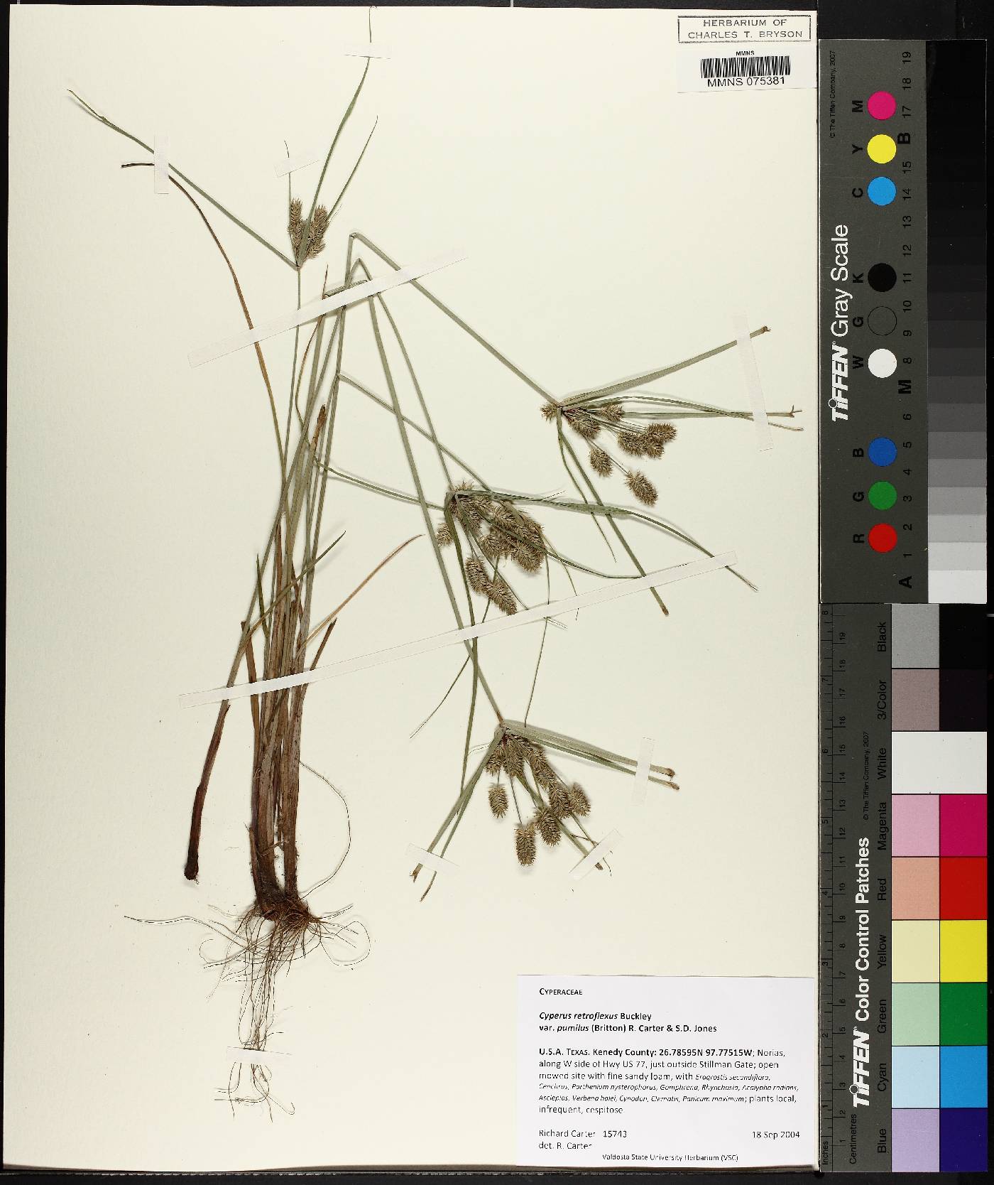 Cyperus retroflexus var. pumilus image