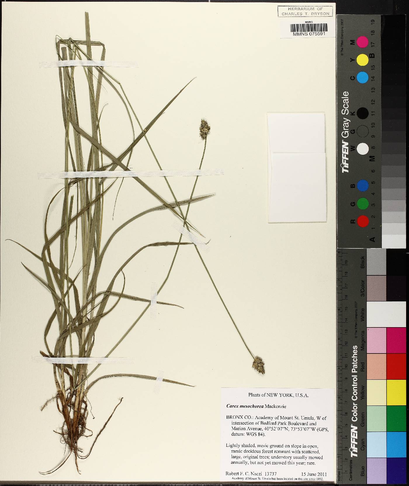 Carex mesochorea image