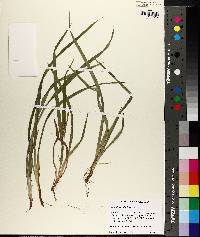 Carex abscondita image