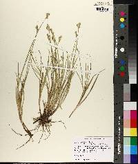 Carex longii image