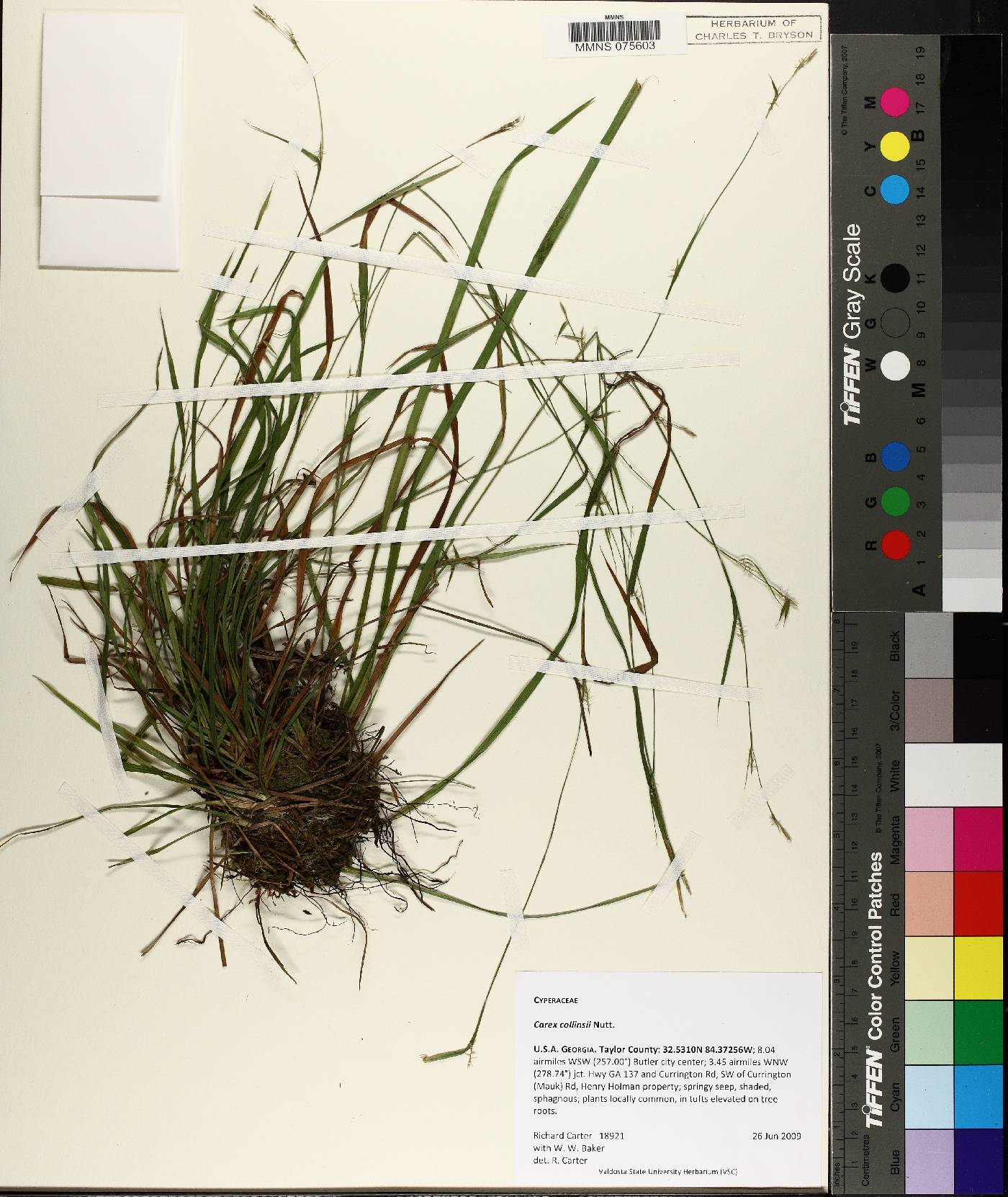 Carex collinsii image