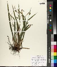 Carex laxiculmis image