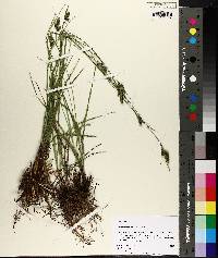 Carex complanata image