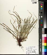 Carex pedunculata image