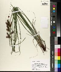 Carex glaucescens image