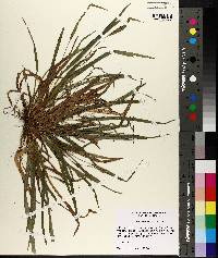 Carex abscondita image