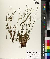 Carex pallescens image