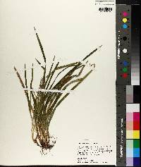 Carex abscondita image