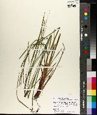 Image of Carex flexuosa