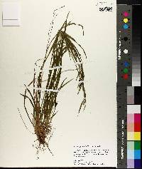 Carex leptonervia image