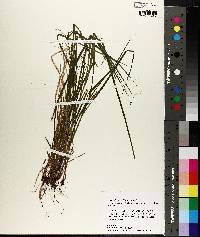 Carex flexuosa image