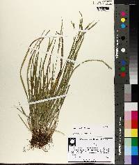 Carex crebriflora image