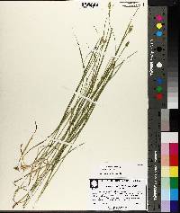 Carex leavenworthii image