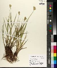 Carex tetrastachya image