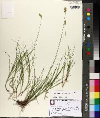 Carex reniformis image