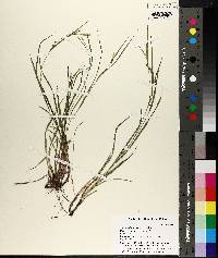 Carex bulbostylis image