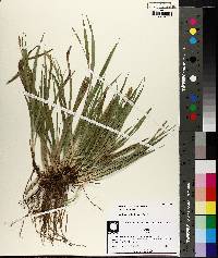 Carex flaccosperma image