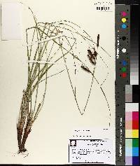 Carex glaucescens image