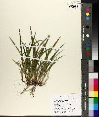 Carex abscondita image