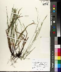 Carex oxylepis image