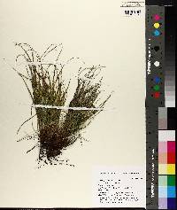 Carex planostachys image