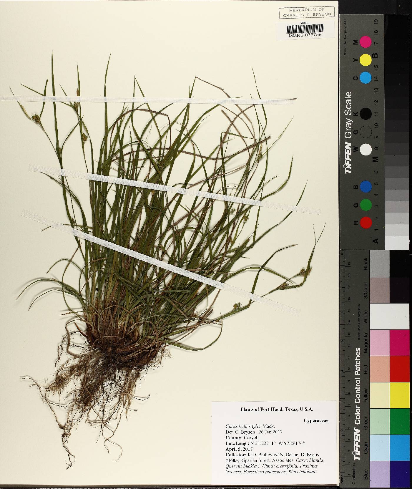 Carex bulbostylis image