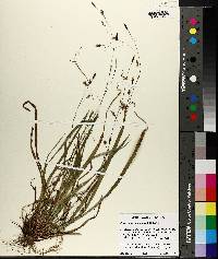 Image of Carex austrocaroliniana