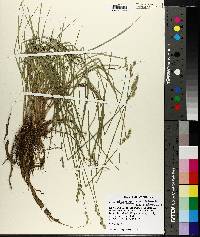 Carex albolutescens image