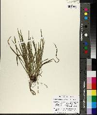 Carex cumberlandensis image