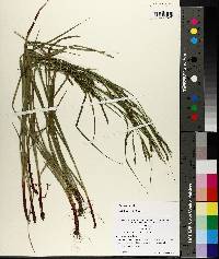 Carex debilis var. debilis image