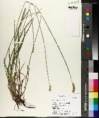 Carex reniformis image